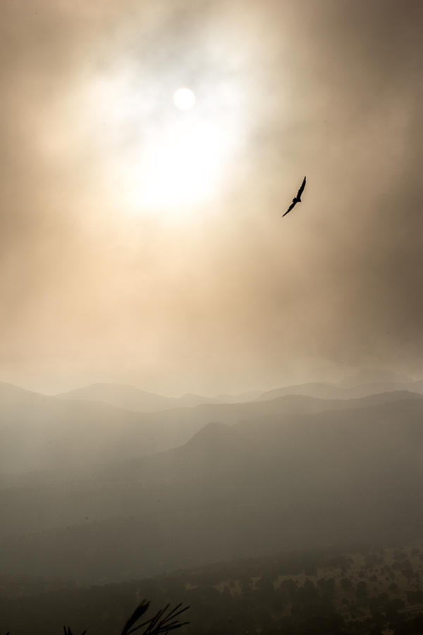 Soaring in the Storm Photograph by Renny Spencer