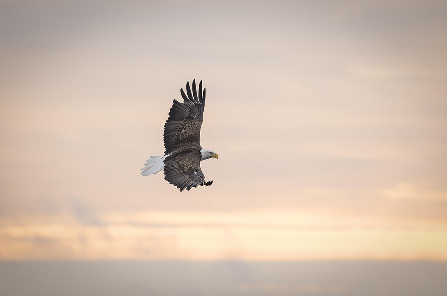 Soaring Into The Sunrise Photograph by Thomas Young