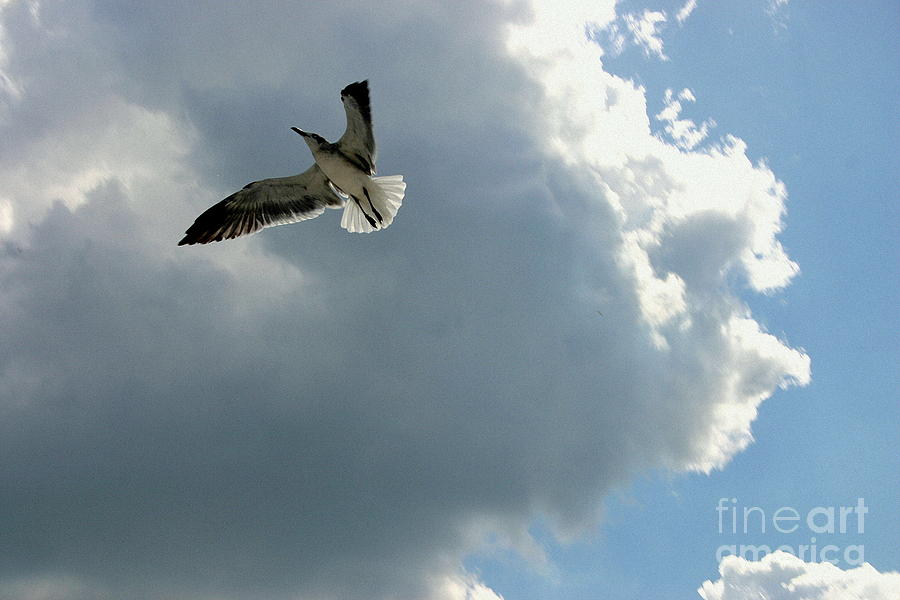 Soaring Photograph by Jeanne Forsythe