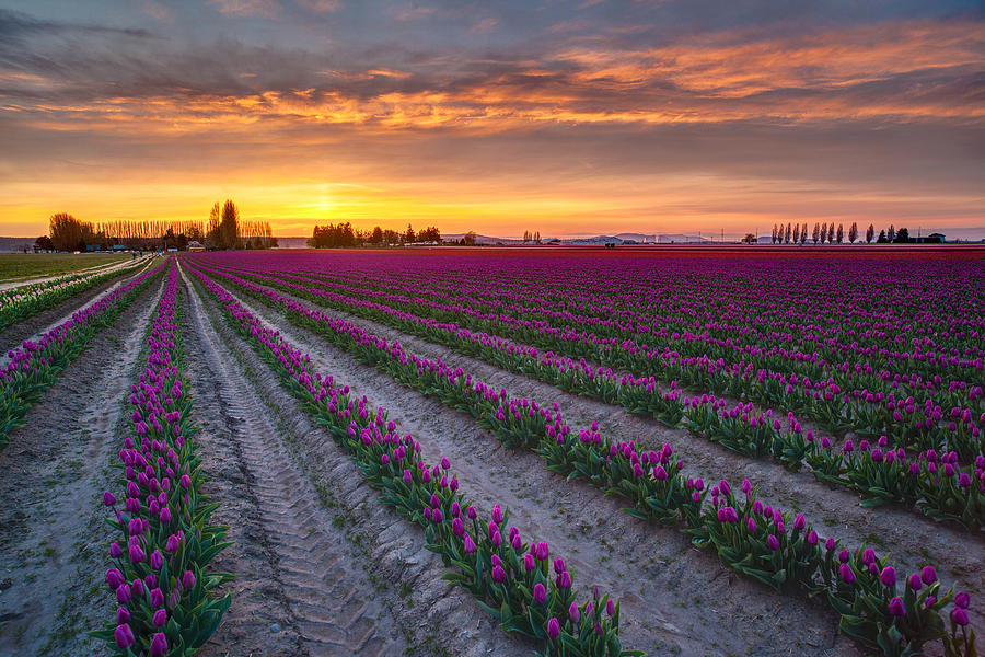 Sunset Photograph - Soaring Magenta Fields by Mike Reid