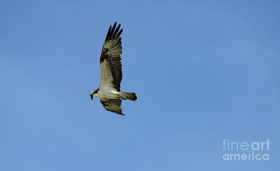 Soaring Osprey Photograph by Christiane Schulze Art And Photography