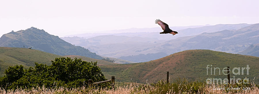 Soaring Over California - Condor in Morro Bay Coastal Hills Photograph by Artist and Photographer Laura Wrede