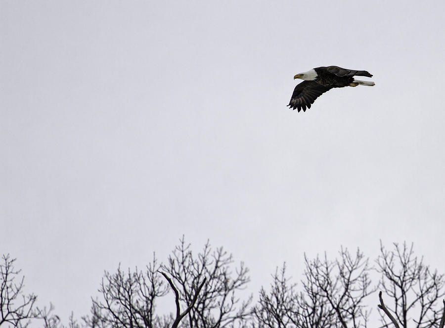 Soaring Over The Marsh Photograph by Thomas Young