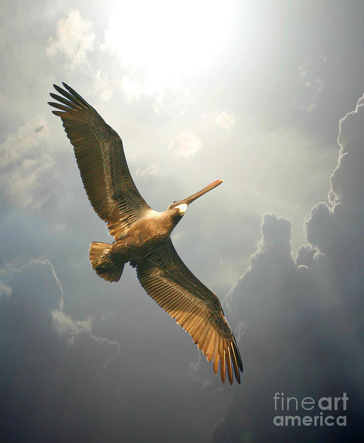 Soaring Pelican Photograph by Mariarosa Rockefeller