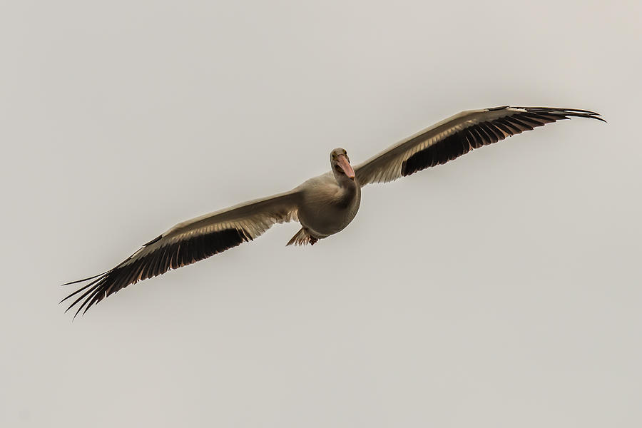 Soaring Pelican Photograph by Paul Freidlund