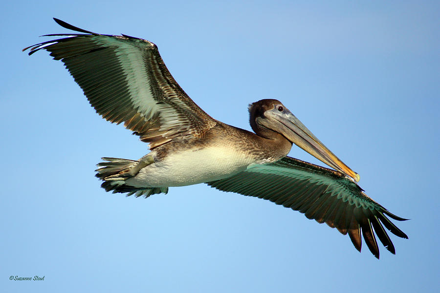 Soaring Pelican Photograph by Suzanne Stout