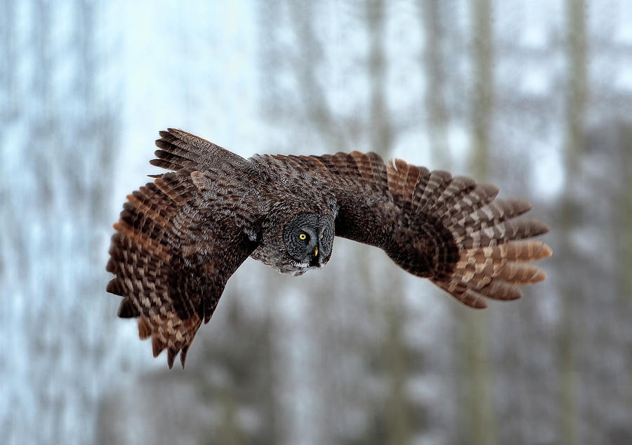 Owl Photograph - Soaring by Peter Stahl
