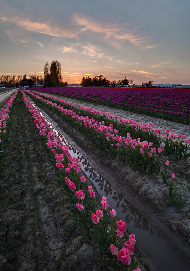 Soaring Pink Blooms Vertical Photograph by Mike Reid