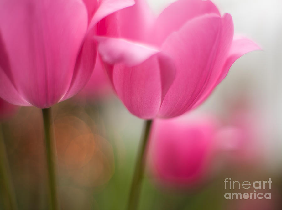 Tulip Photograph - Soaring Pink Tulips by Mike Reid