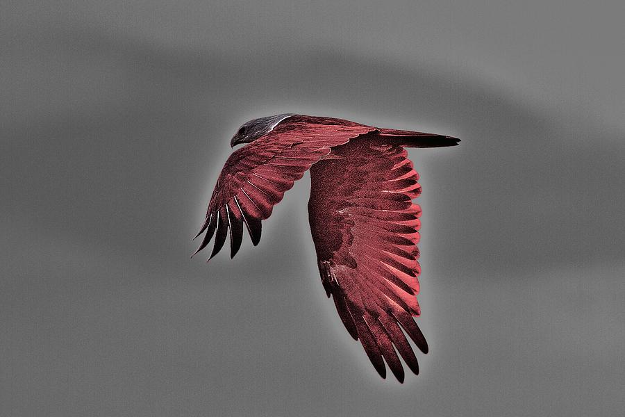 Soaring Red Backed Sea Eagle Photograph by Ramabhadran Thirupattur