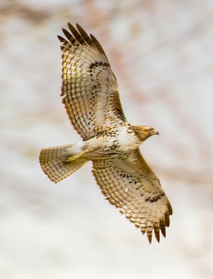 Soaring Red Tail Hawk in Flight Photograph by Michael Moriarty - Pixels