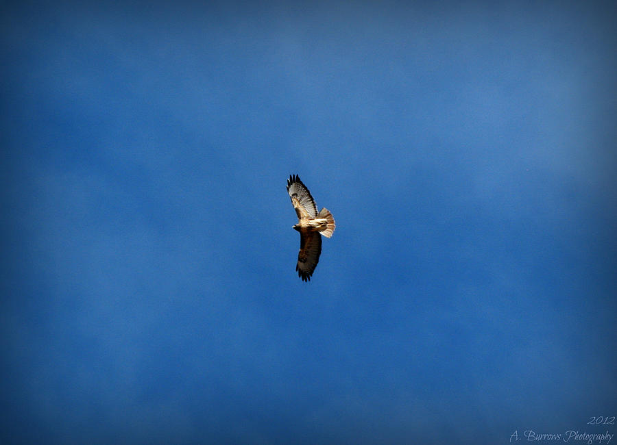 Soaring Red-Tailed Hawk Photograph by Aaron Burrows