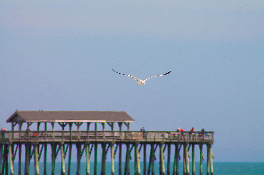 Soaring Seagull Photograph by Jessica Brown