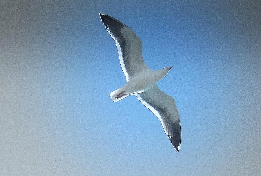 Soaring Seagull Photograph by Kevin B Bohner