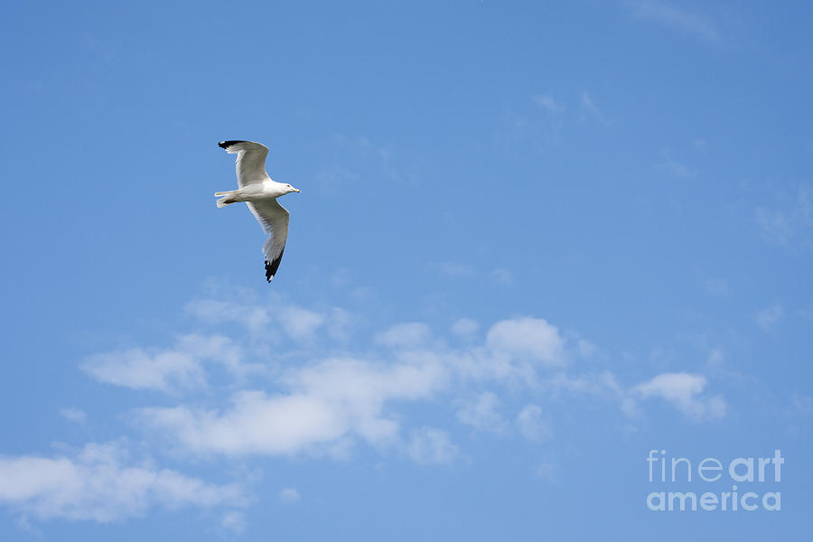Soaring Seagull Photograph by Patty Colabuono