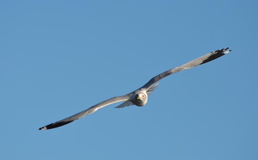 Soaring Seagull  Photograph by Richard Bryce and Family