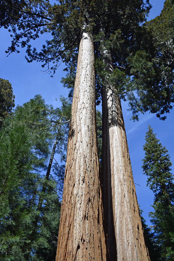 Sequoia National Park Photograph - Soaring Skyward by Bruce Gourley