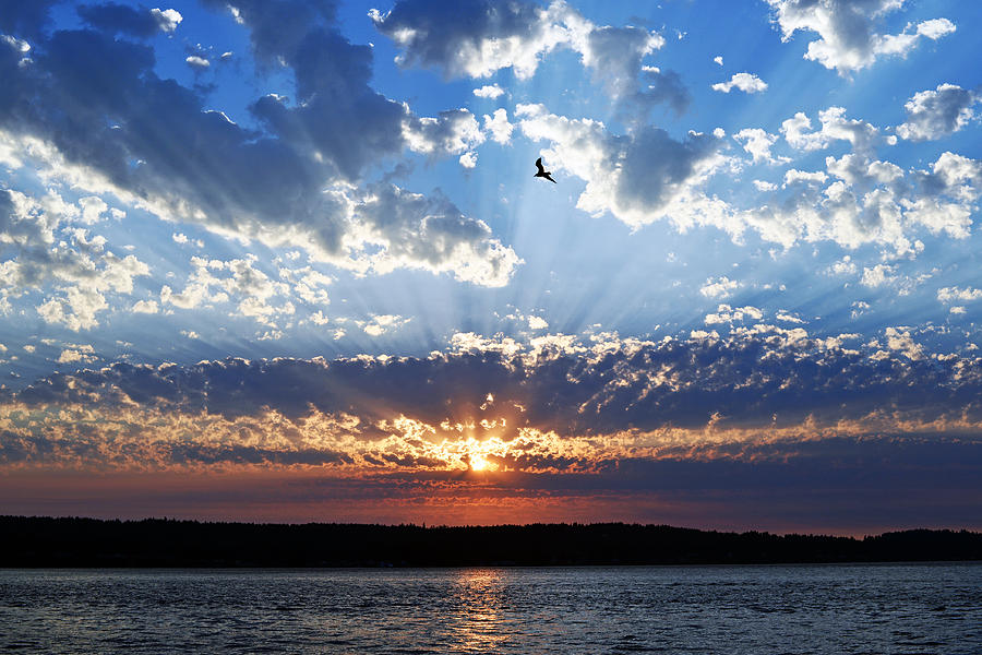 Soaring Sunset Photograph by Anthony Baatz