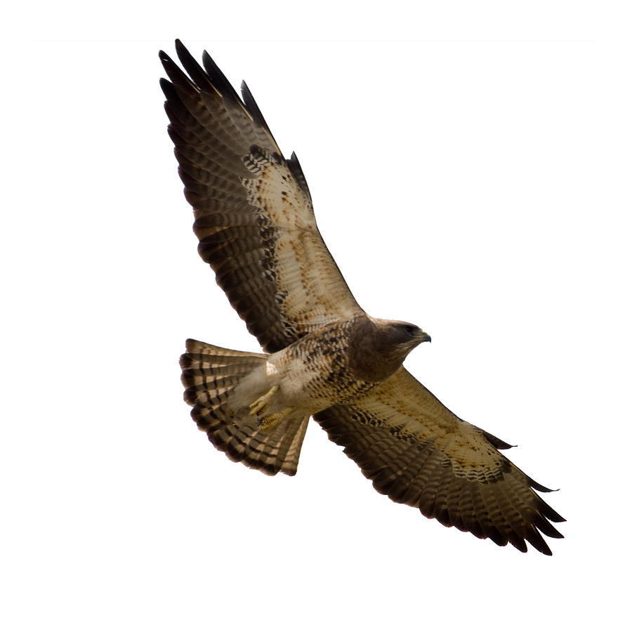 Soaring Swainsons Hawk Isolated on White Photograph by Wwing