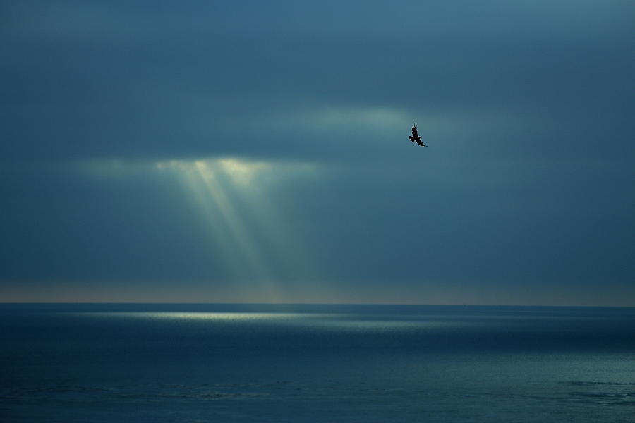Soaring with Rays of Hope Photograph by Richard Cheski
