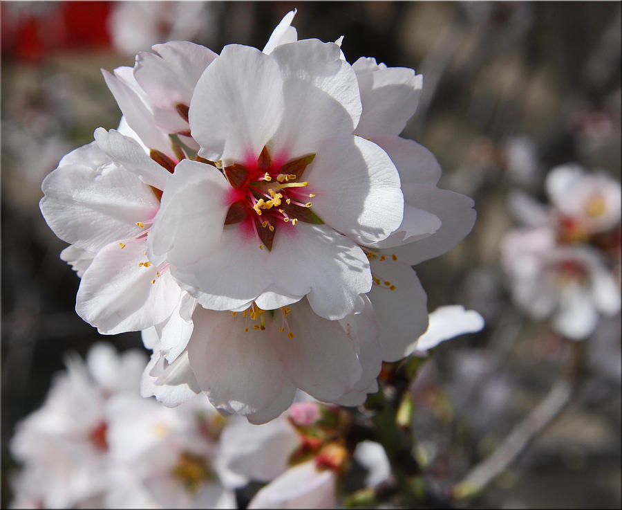 Winter Photograph - SoCal Winter Blossoms by Chet King