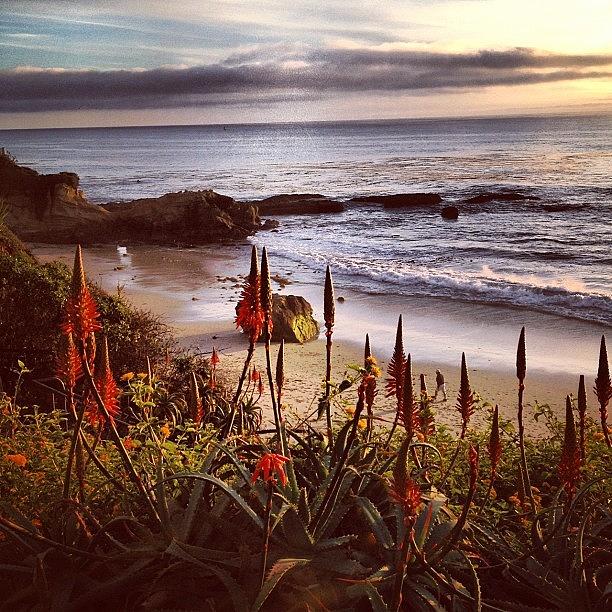 Flower Photograph - Dusk on the Shore by Shastina Sarkhosh