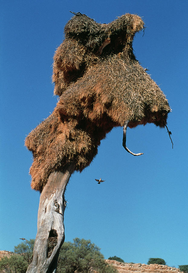 weaver bird nest