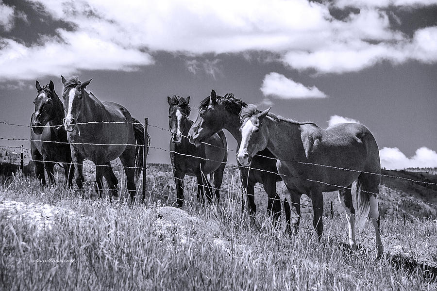 Social Group Of Wyoming Horses Photograph