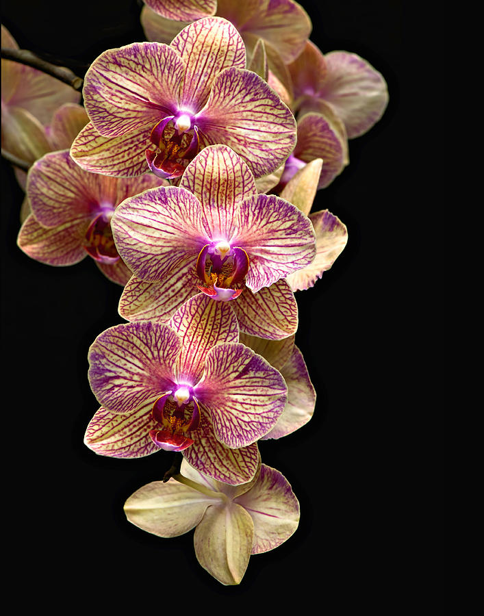 Society Orchids Photograph by Carol Eade