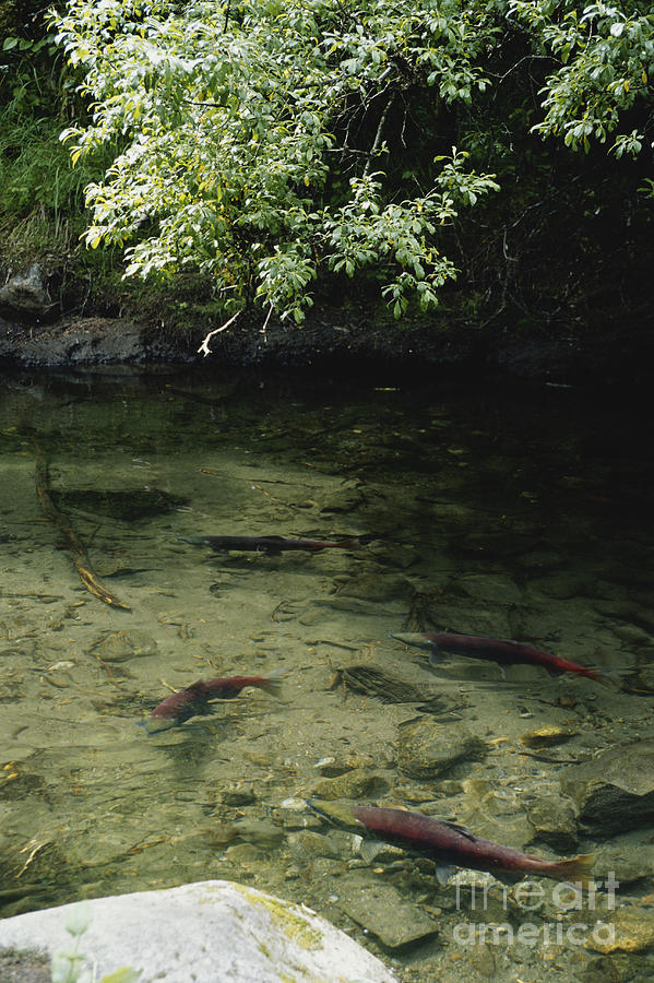 Sockeye Salmon, Alaska Photograph by Gregory G. Dimijian, M.D.