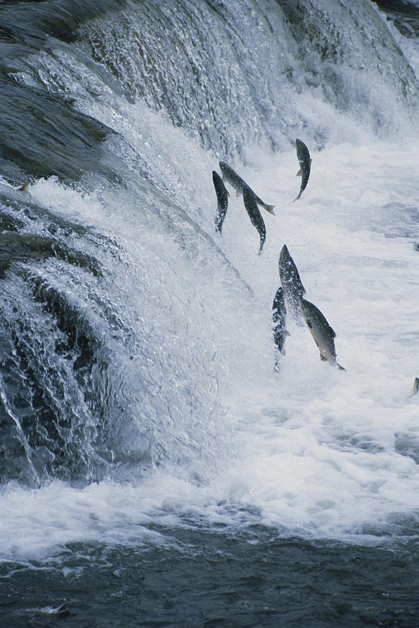 Sockeye Salmon Photograph by Dan Guravich