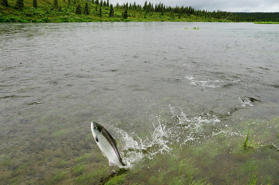 Katmai National Park Photograph - Sockeye Salmon Fighting by Beck Photography