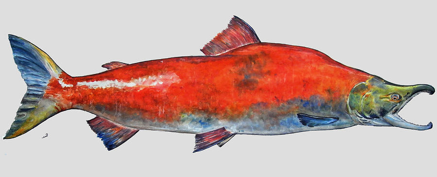 Salmon Painting - Sockeye salmon by Juan  Bosco