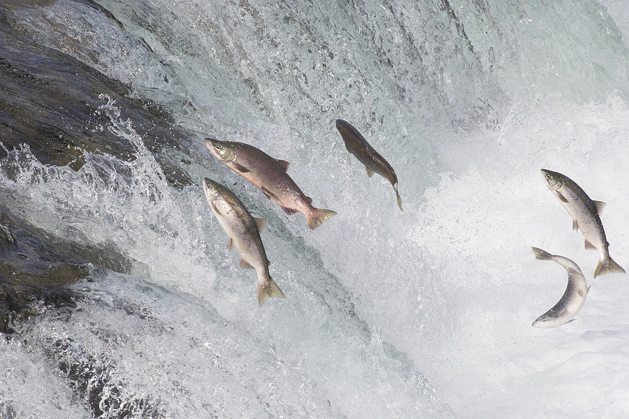 Sockeye Salmon Jumping Brooks Falls Photograph by Matthais Breiter Fine Art America