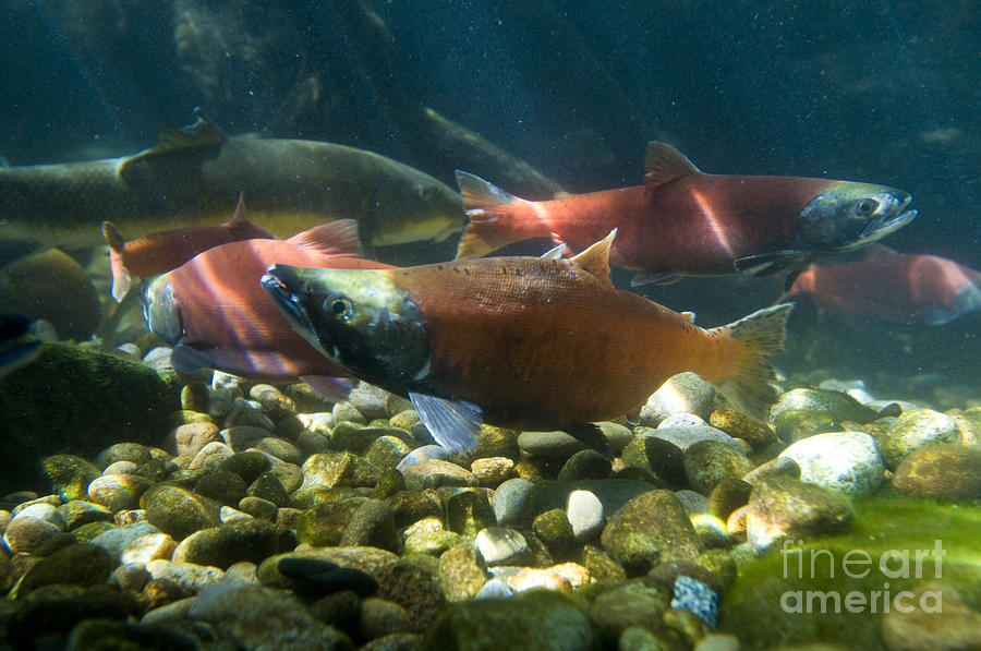 Sockeye Salmon Kokanee Photograph by William H. Mullins