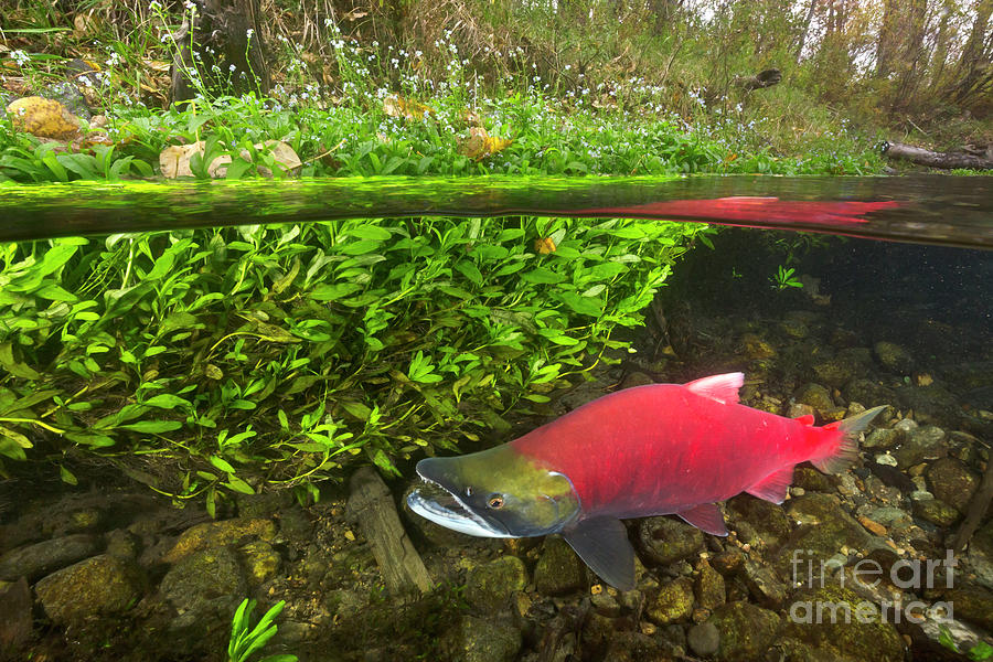 Sockeye Salmon Migrating Photograph by Yva Momatiuk John Eastcott