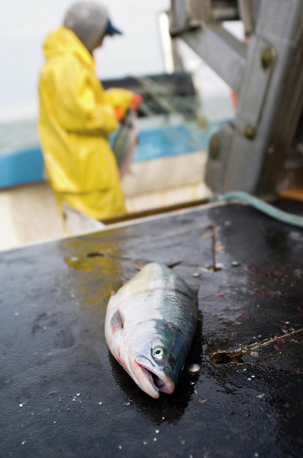 Fish Photograph - Sockeye Salmon Oncorhynchus Nerka by Nick Hall