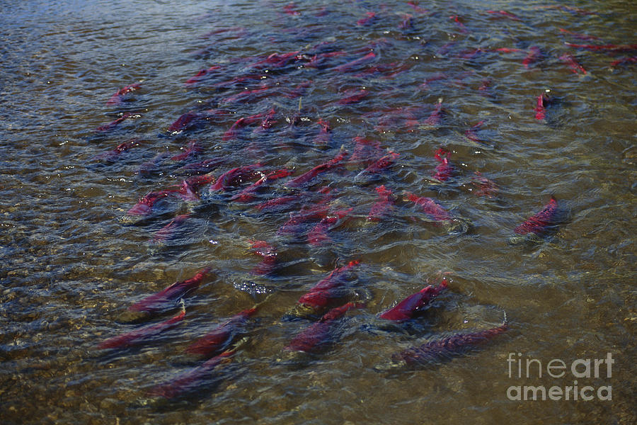 Sockeye Salmon Spawning Photograph by Art Wolfe
