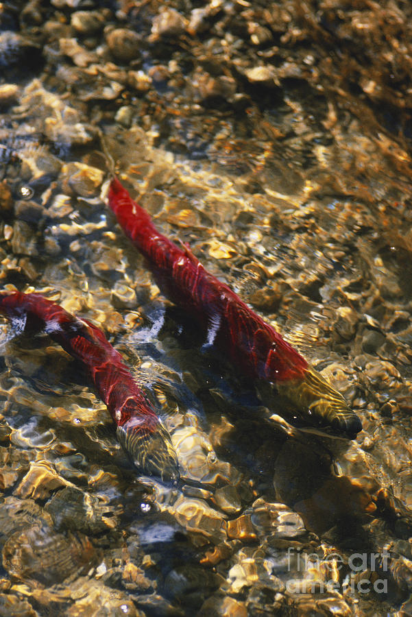 Sockeye Salmon Spawning Photograph by Mark Newman