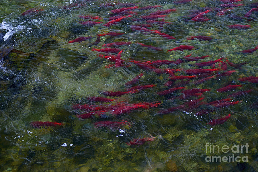 Sockeye Salmon Swimming Upstream Photograph by Dan Friend