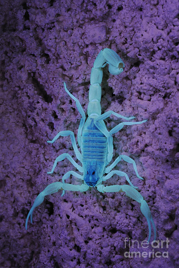 Animal Photograph - Socotran Scorpion In Uv by Fabio Pupin FLPA