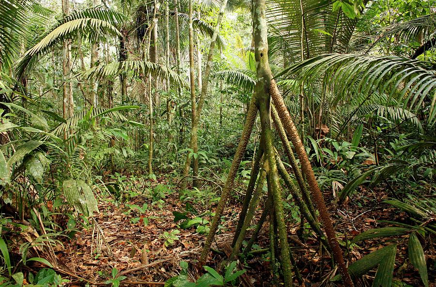 Socratea Palm Photograph by Dr Morley Read/science Photo Library - Fine ...