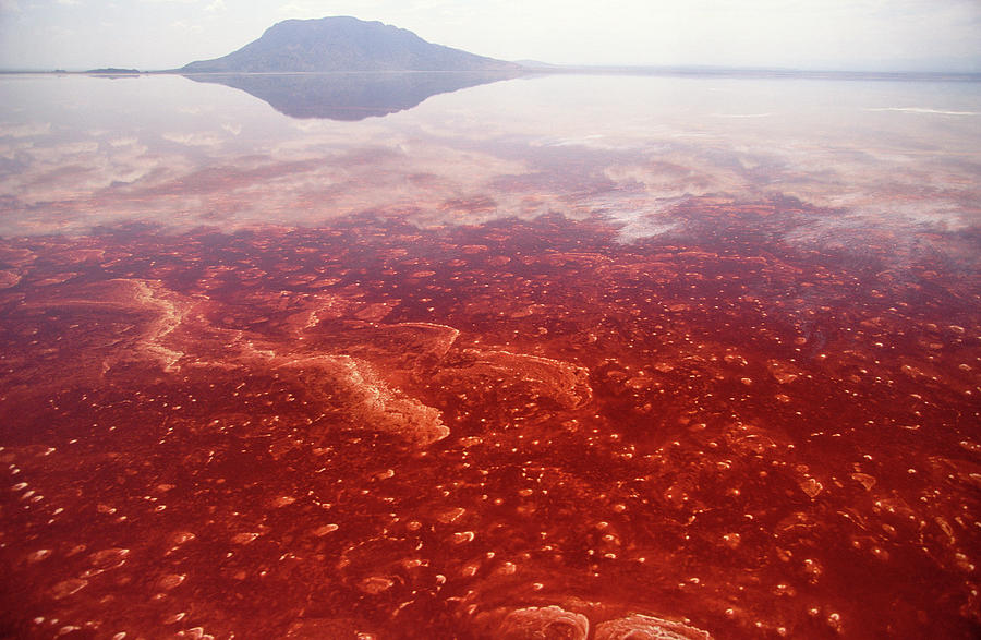 Soda And Algae Formation On Lake Natron Photograph by Gerry Ellis