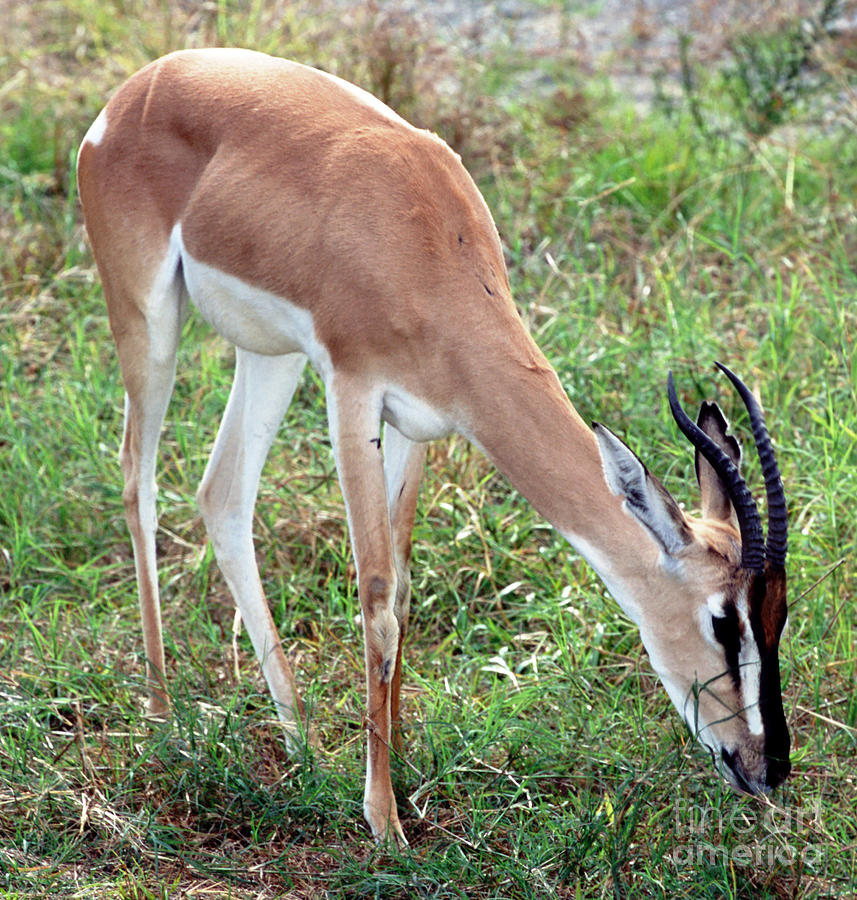 Animal Photograph - Soemmerrings Gazelle by Millard H. Sharp