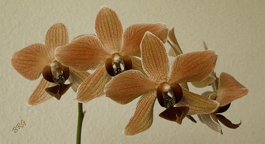 Sofia Orchid Photograph by Ben and Raisa Gertsberg