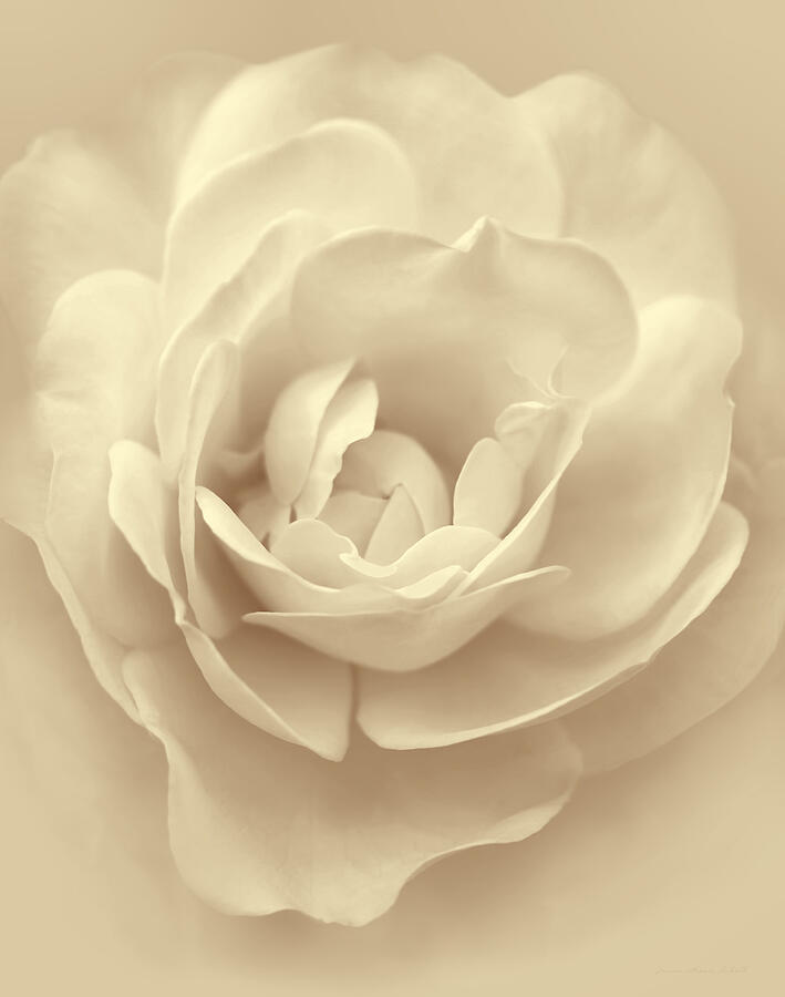 Soft Amber Rose Flower Photograph by Jennie Marie Schell