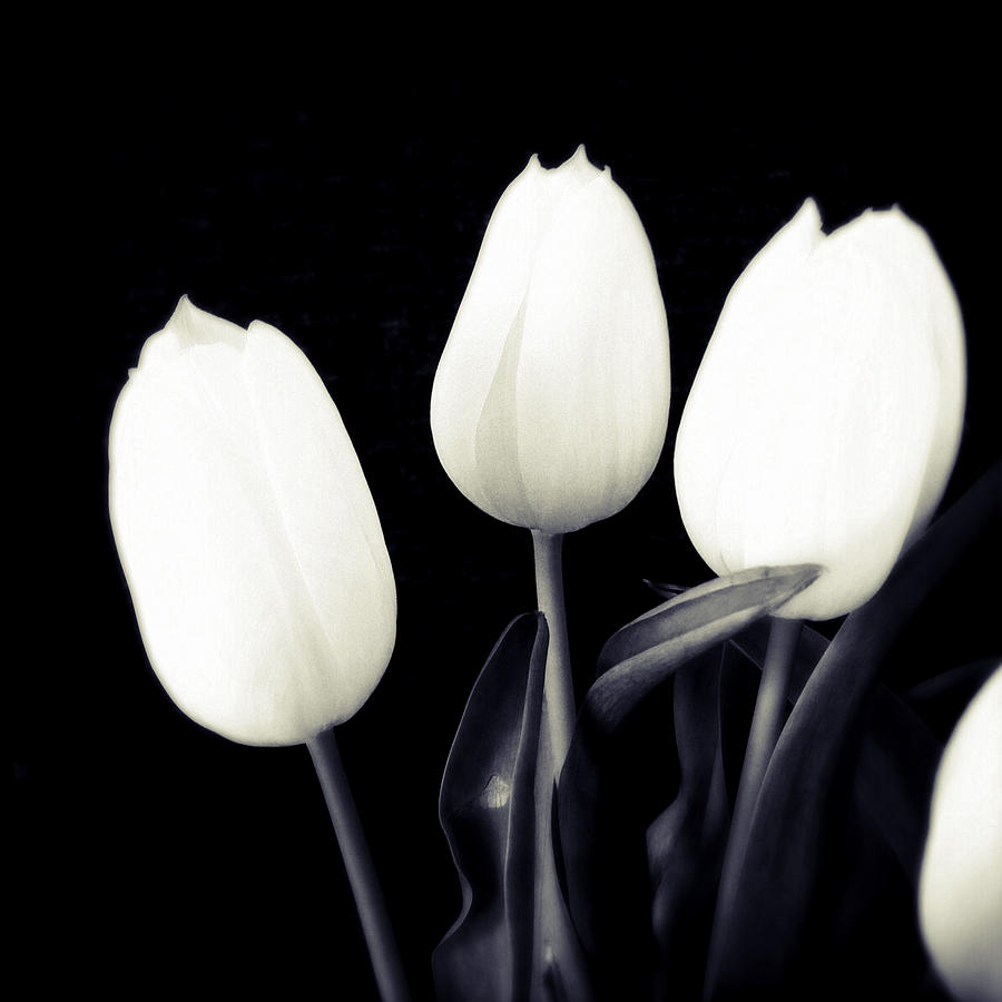 Tulip Photograph - Soft and bright white tulips black background by Matthias Hauser