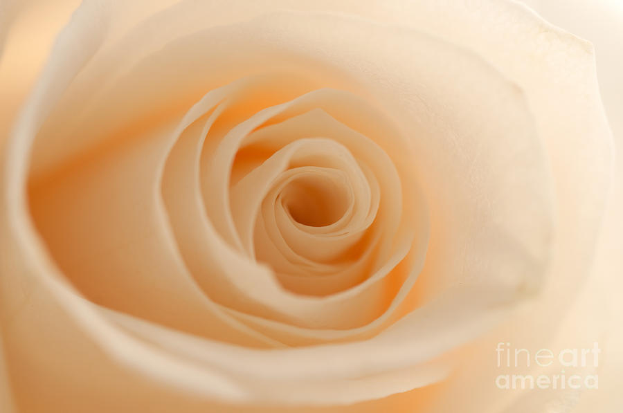Soft and Creamy Rose Photograph by Sarah Schroder