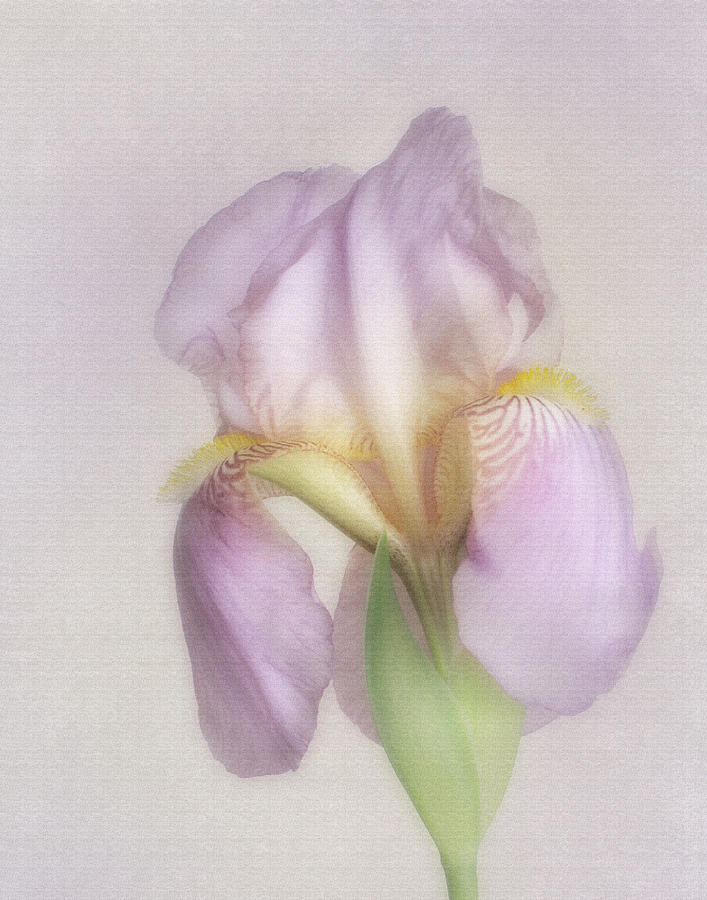 Soft and Delicate Photograph by David and Carol Kelly