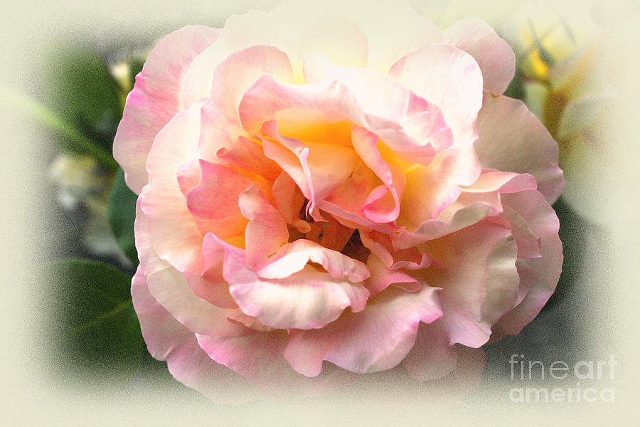 Soft And Delicate Photograph by Judy Palkimas